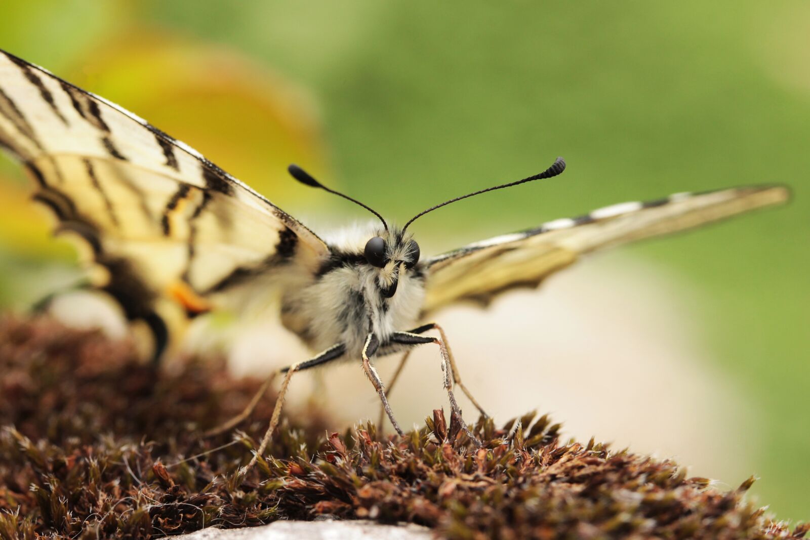 Canon EF-S 60mm F2.8 Macro USM sample photo. Butterfly, swallow tailed moth photography