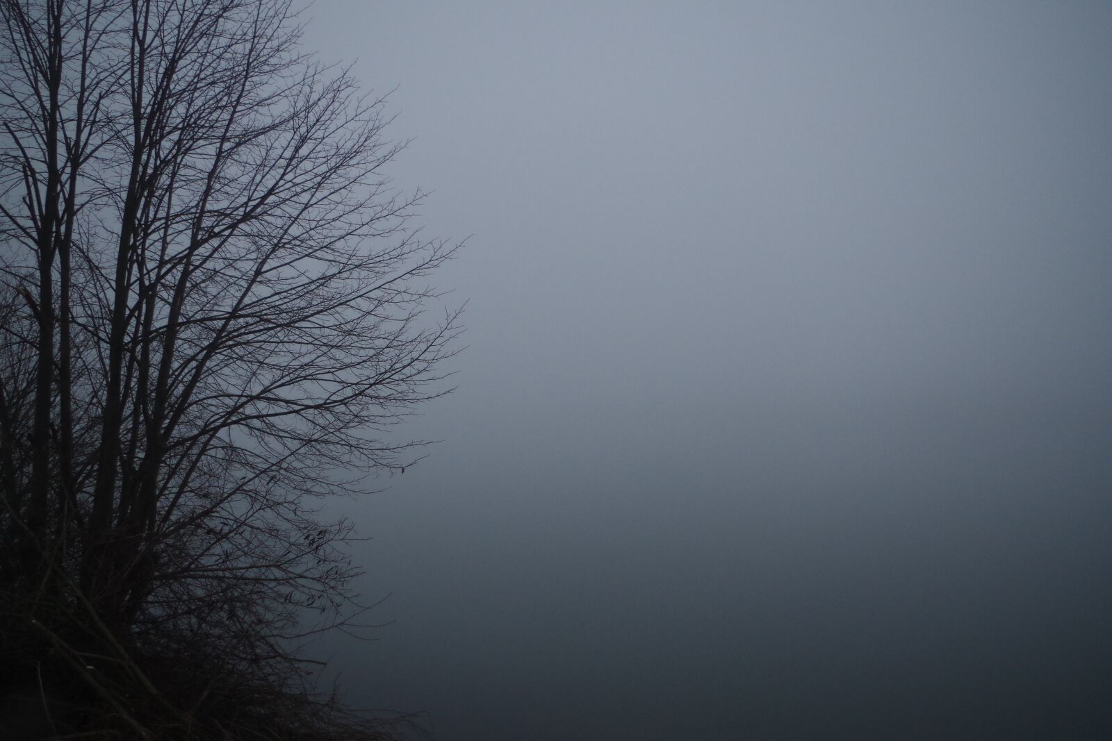 Pentax K-50 sample photo. Fog, bush, atmosphere photography