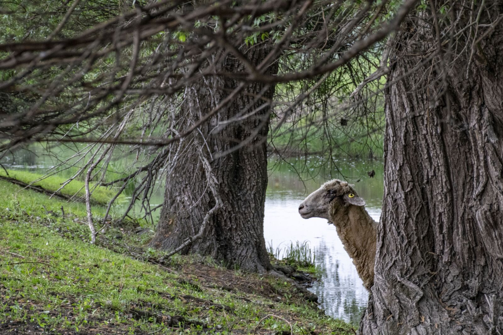 Nikon D5300 sample photo. Szolnok, jumbled river, sheep photography
