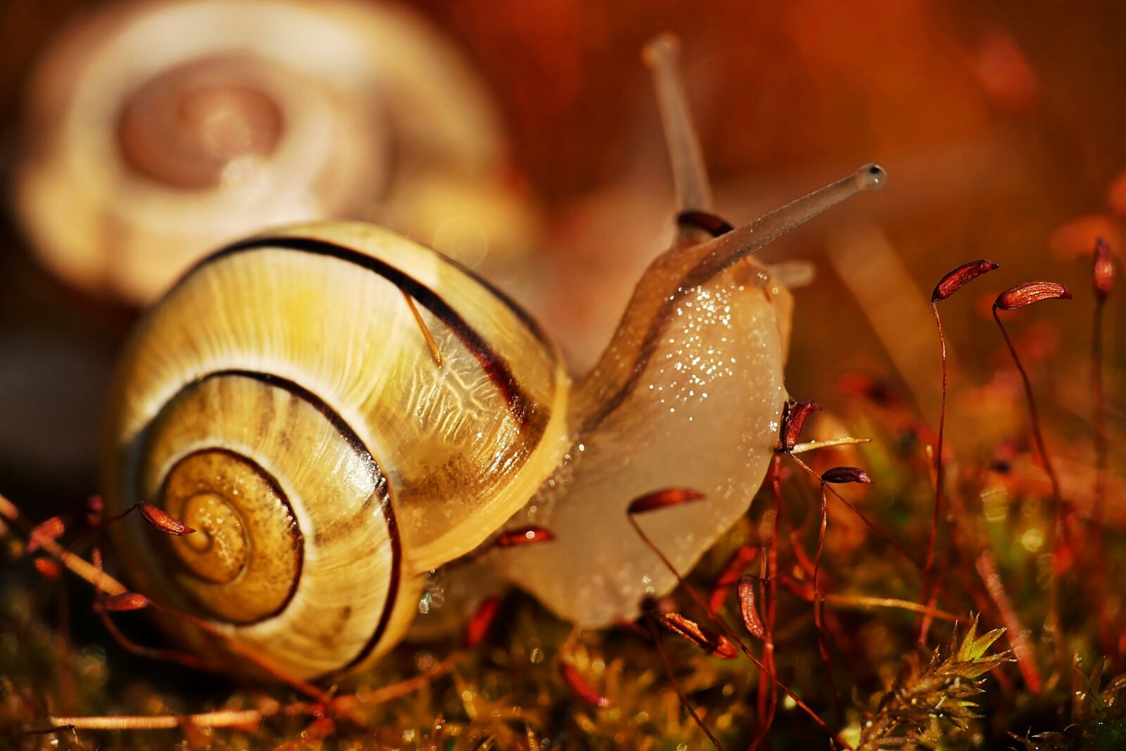 Panasonic Lumix DMC-FZ1000 sample photo. Snail, mollusk, animal photography