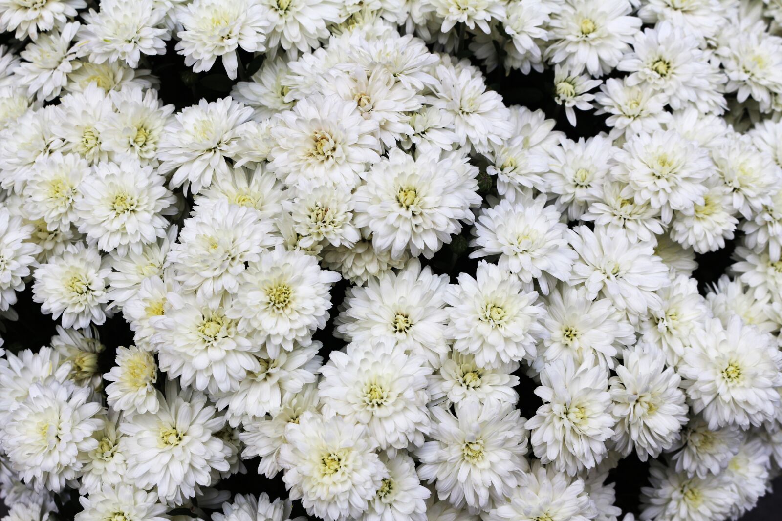 Canon EOS 700D (EOS Rebel T5i / EOS Kiss X7i) sample photo. White, flowers, many photography