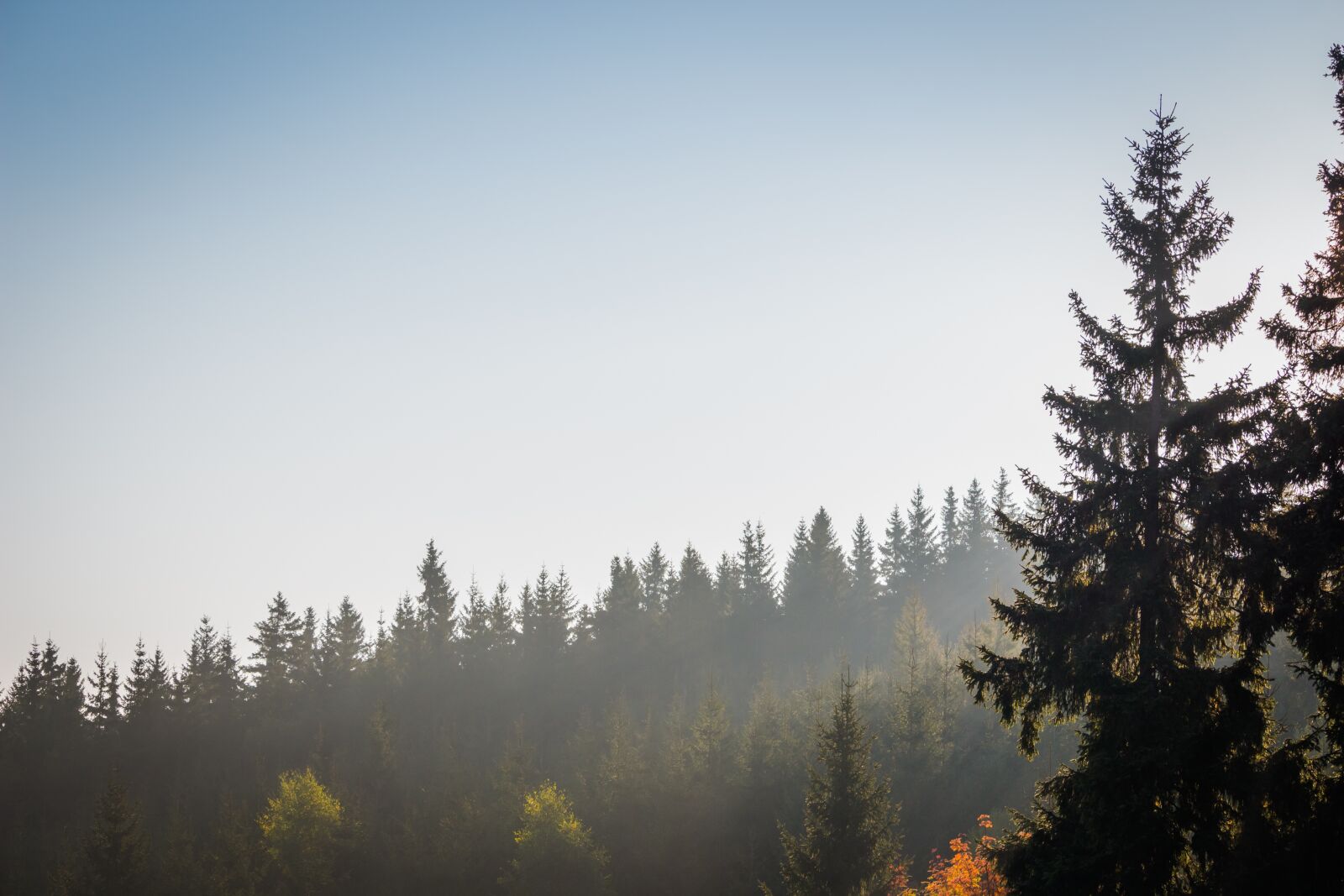 Canon EOS 100D (EOS Rebel SL1 / EOS Kiss X7) sample photo. Fog, clouds, trees photography