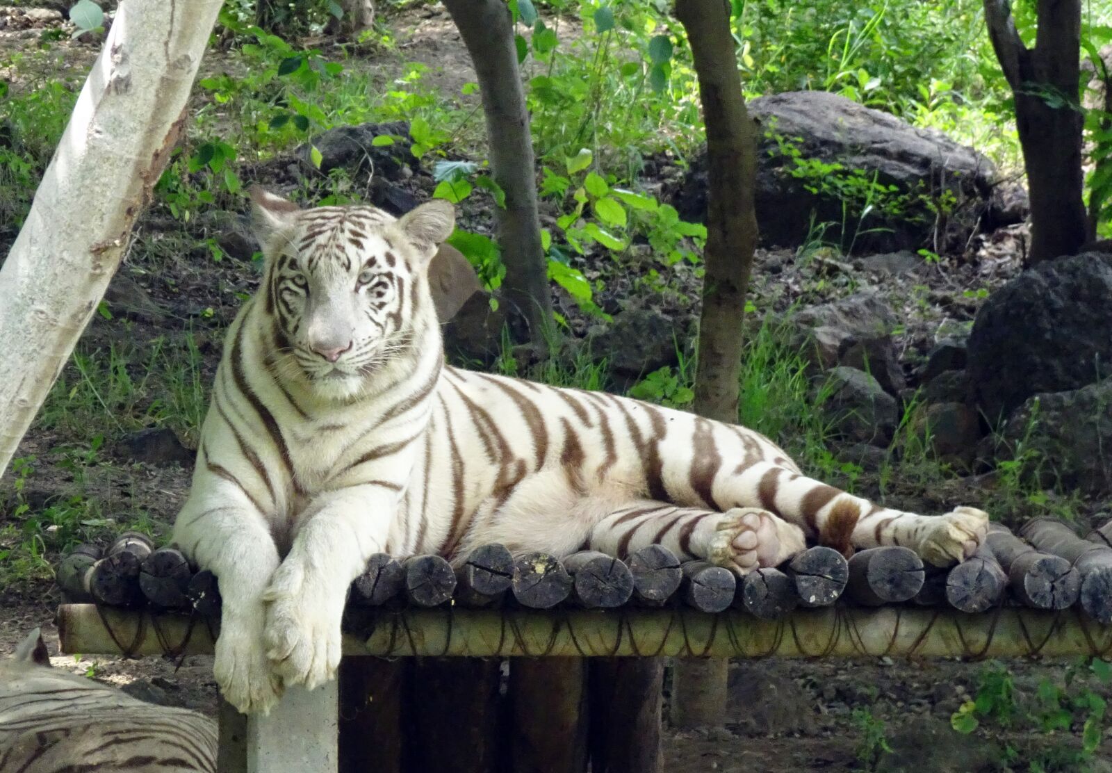 Sony Cyber-shot DSC-HX90V sample photo. Tiger, white tiger, cat photography