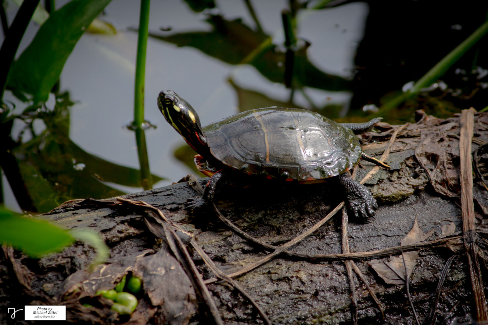 Canon EOS 600D (Rebel EOS T3i / EOS Kiss X5) sample photo. Marsh, painted, turtle, on photography