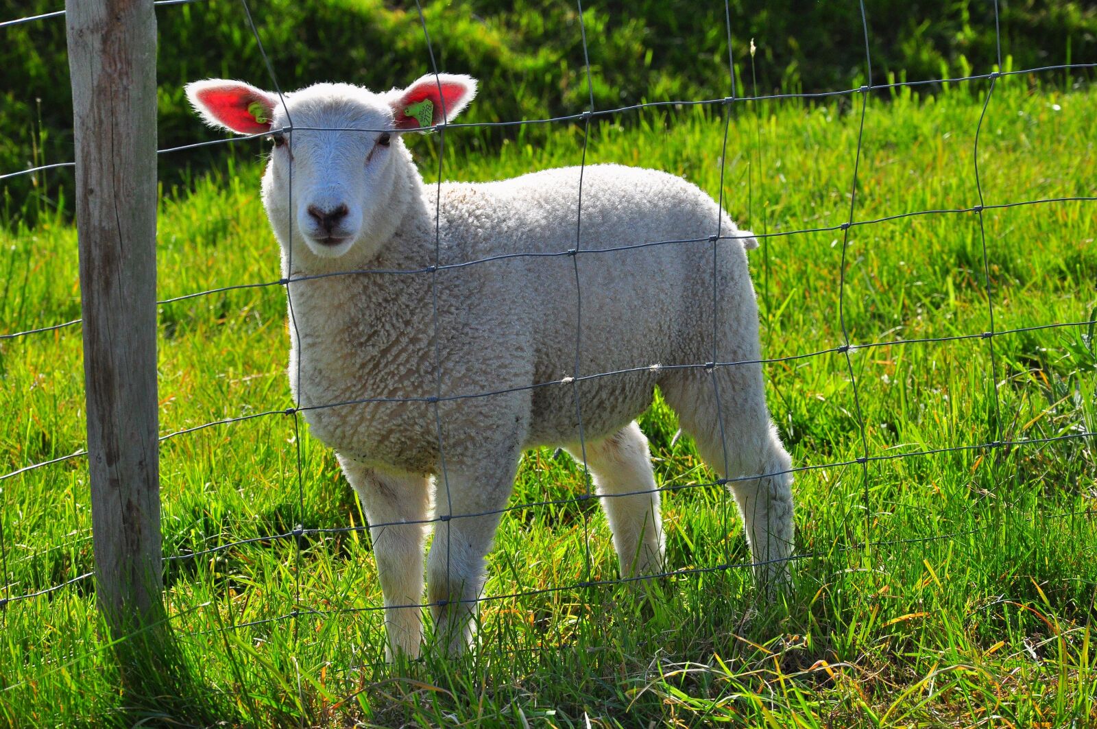 Nikon D5000 sample photo. Sheep, meadow, green photography