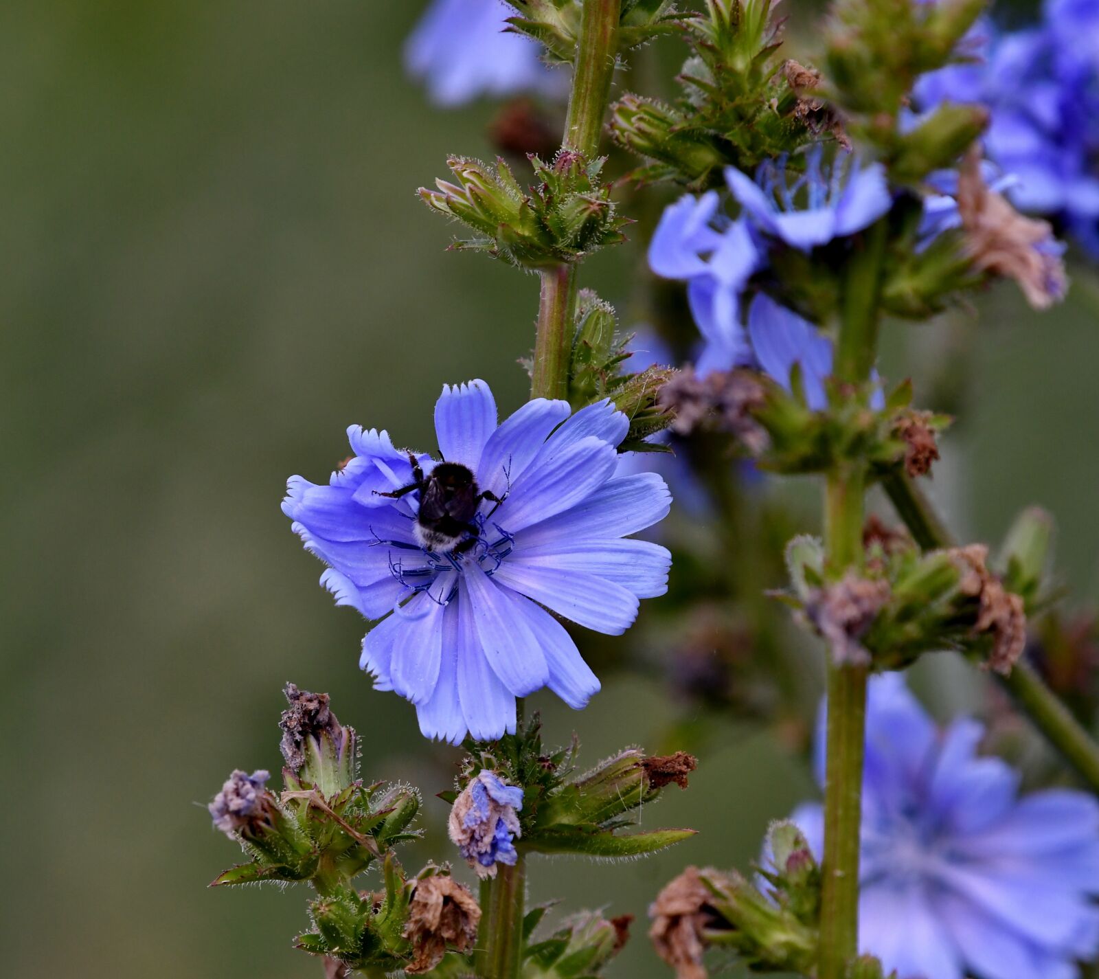 Nikon D500 sample photo. Chicory, wild, flowers photography
