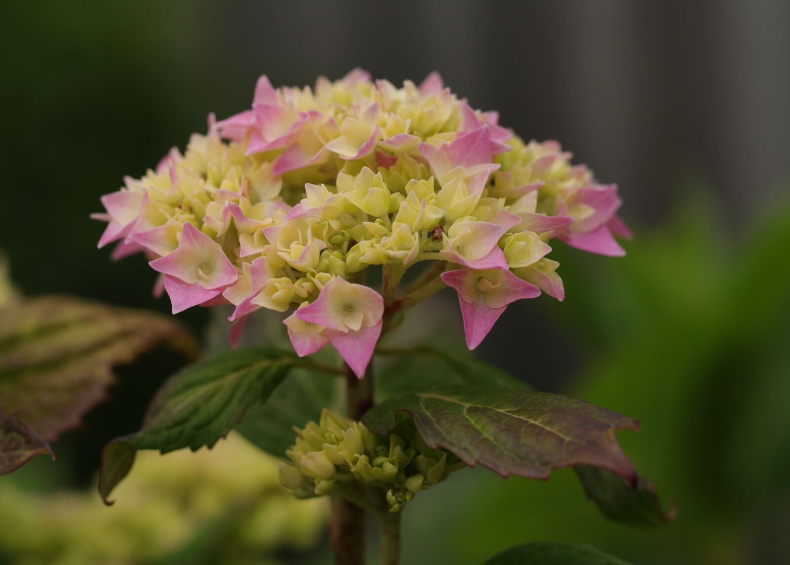 Canon EOS 80D + Canon EF 100mm F2.8L Macro IS USM sample photo. Hydrangea, flowers, nature photography