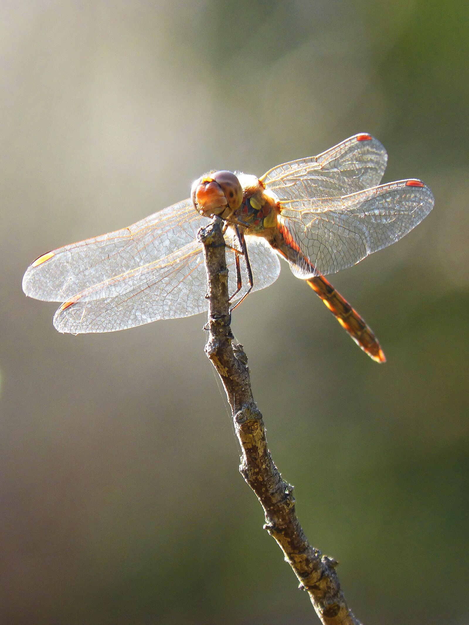 Panasonic DMC-FZ62 sample photo. Dragonfly, wings, backlight photography
