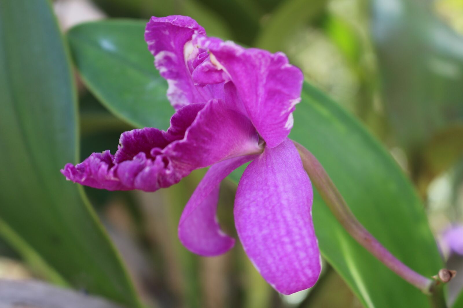 Canon EOS 700D (EOS Rebel T5i / EOS Kiss X7i) sample photo. Flower, orchids, purple flowers photography