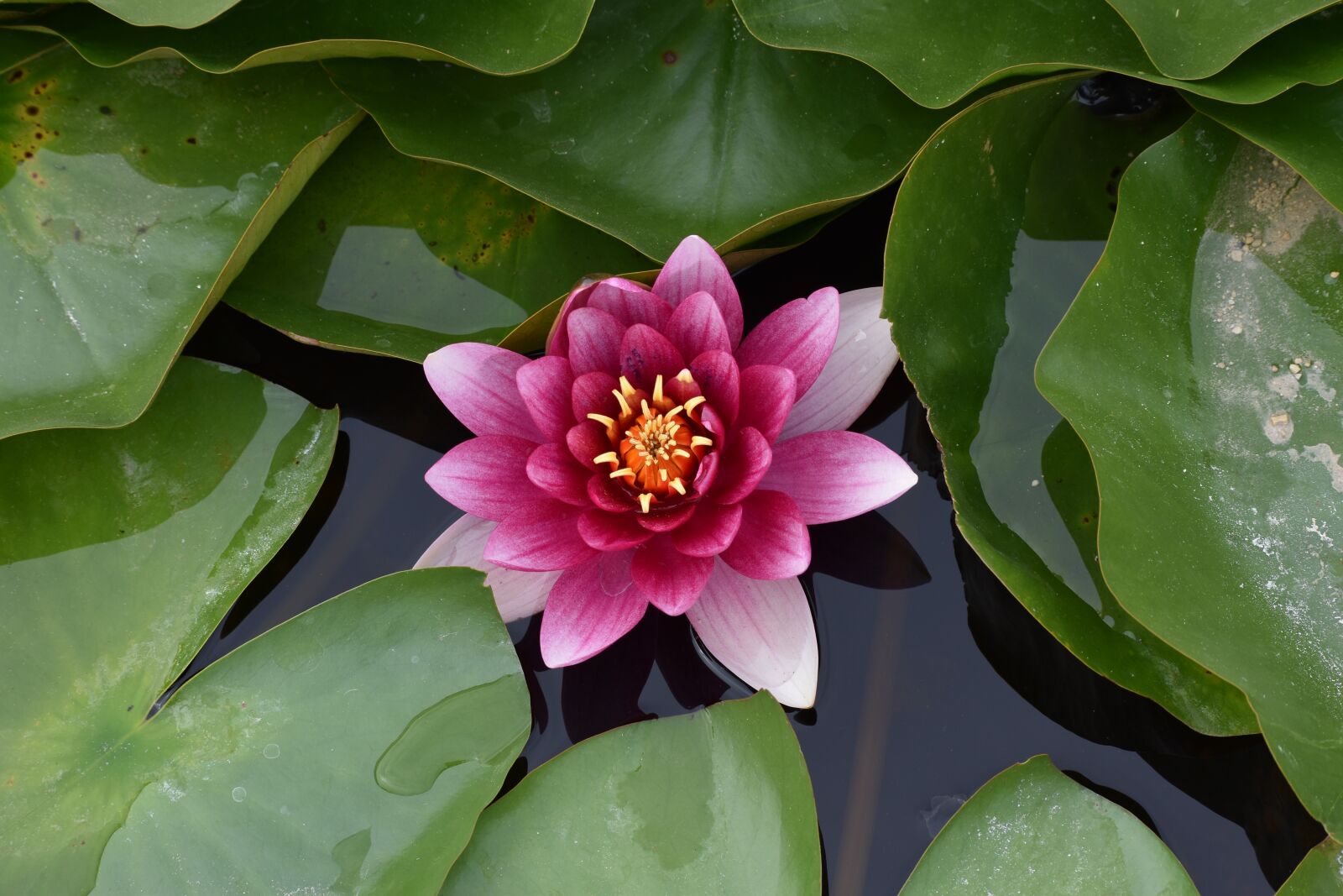 Nikon D3500 sample photo. Flowers, spring, flora photography