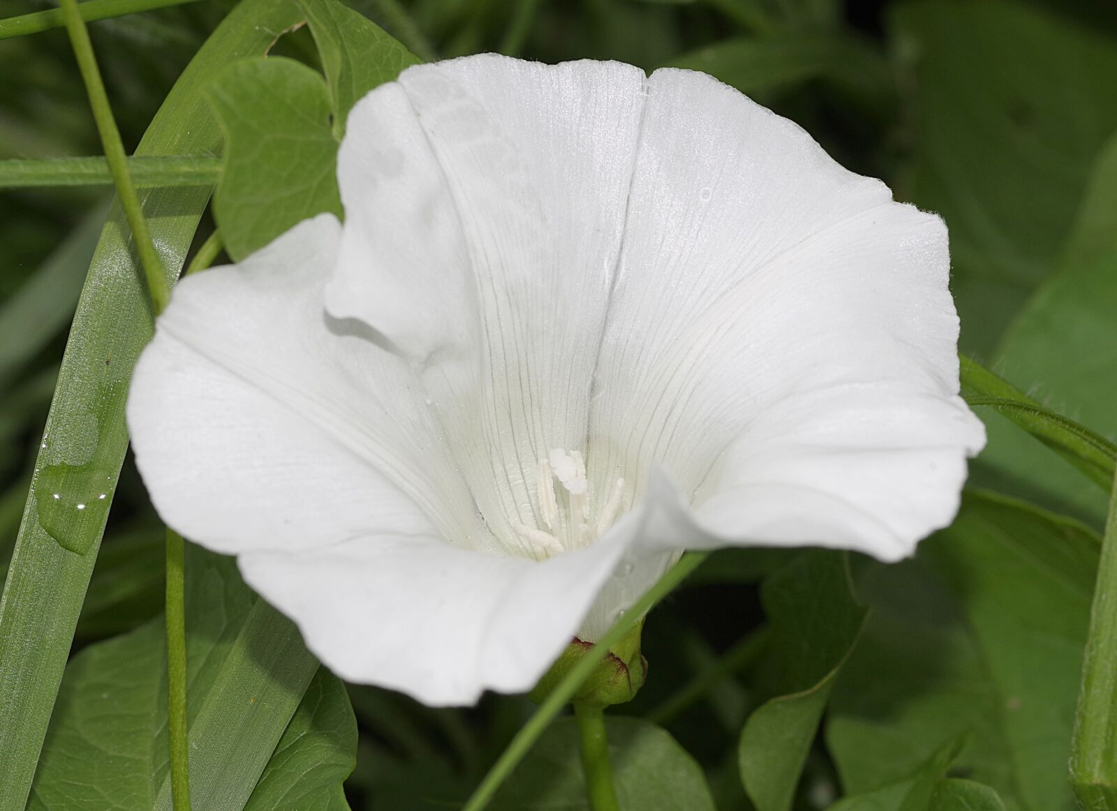 Pentax K-S2 sample photo. Bindweed, flower, white photography
