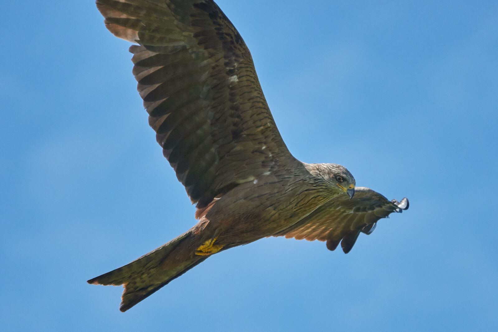 Sony Cyber-shot DSC-RX10 IV sample photo. Milan, bird of prey photography
