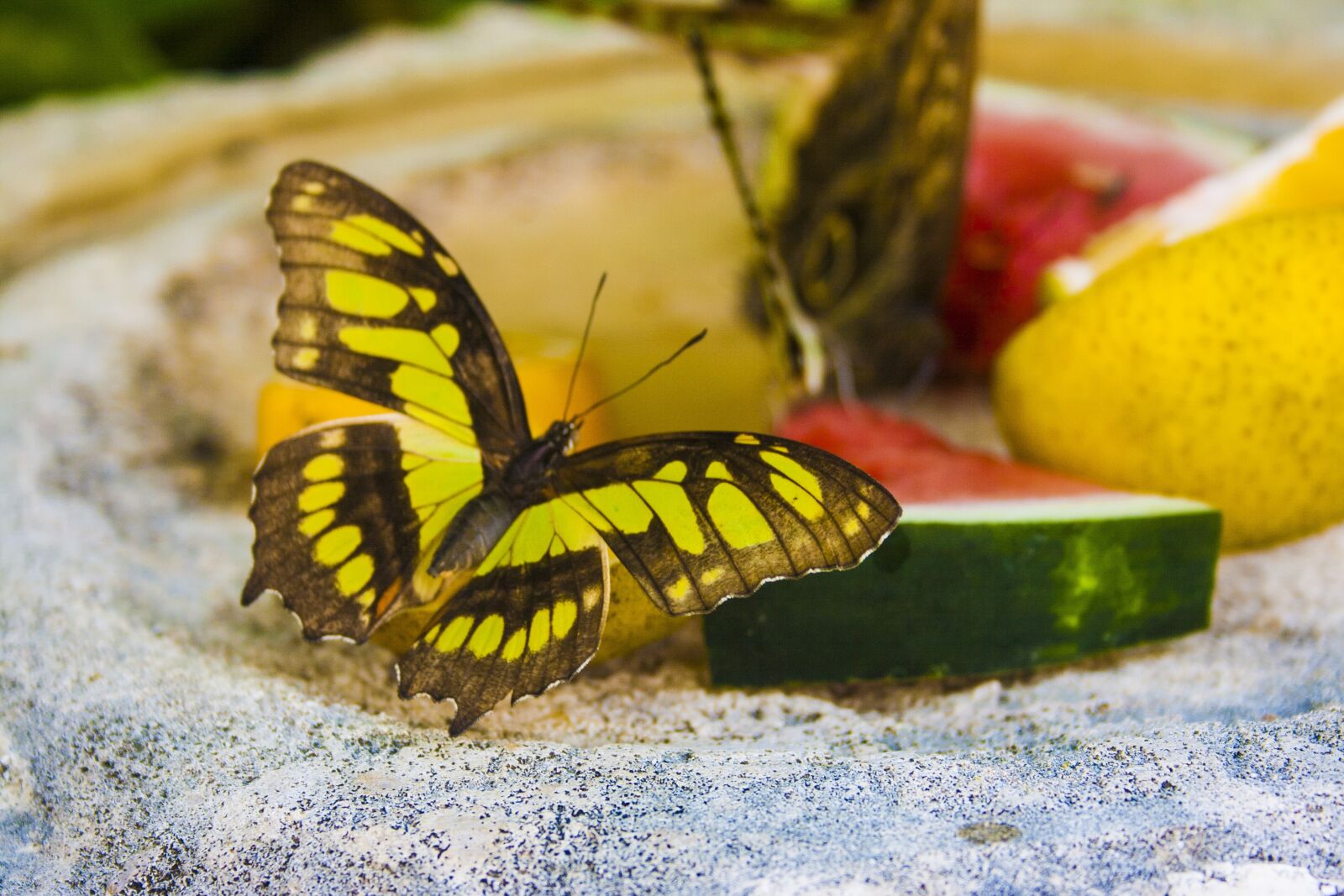 Canon EOS 400D (EOS Digital Rebel XTi / EOS Kiss Digital X) sample photo. Butterfly, fruit, watermelon photography
