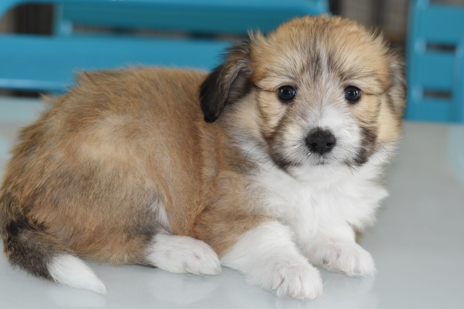 Nikon D5600 sample photo. Puppy, dog, pup photography