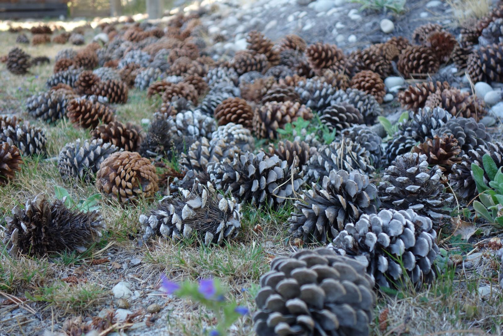 Sony Cyber-shot DSC-RX100 sample photo. Pine cone, pine, nature photography