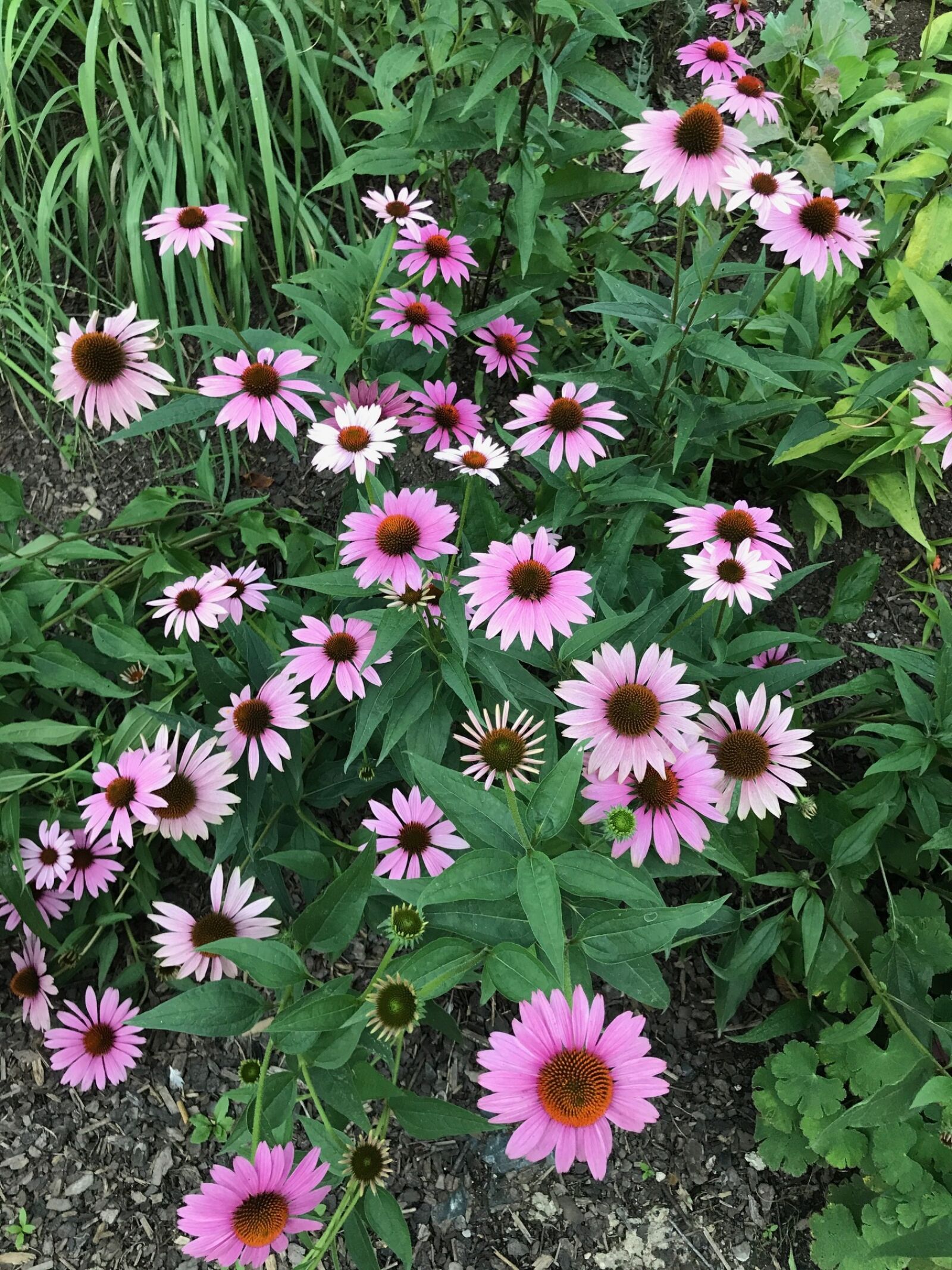 Apple iPhone 7 sample photo. Flower, plant, nature photography