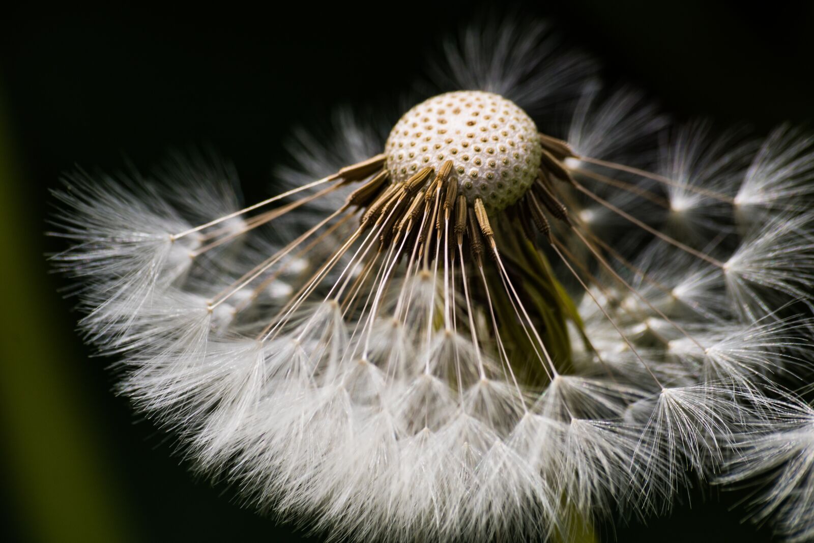 Canon EOS 750D (EOS Rebel T6i / EOS Kiss X8i) sample photo. Dandelion, seeds, natural photography
