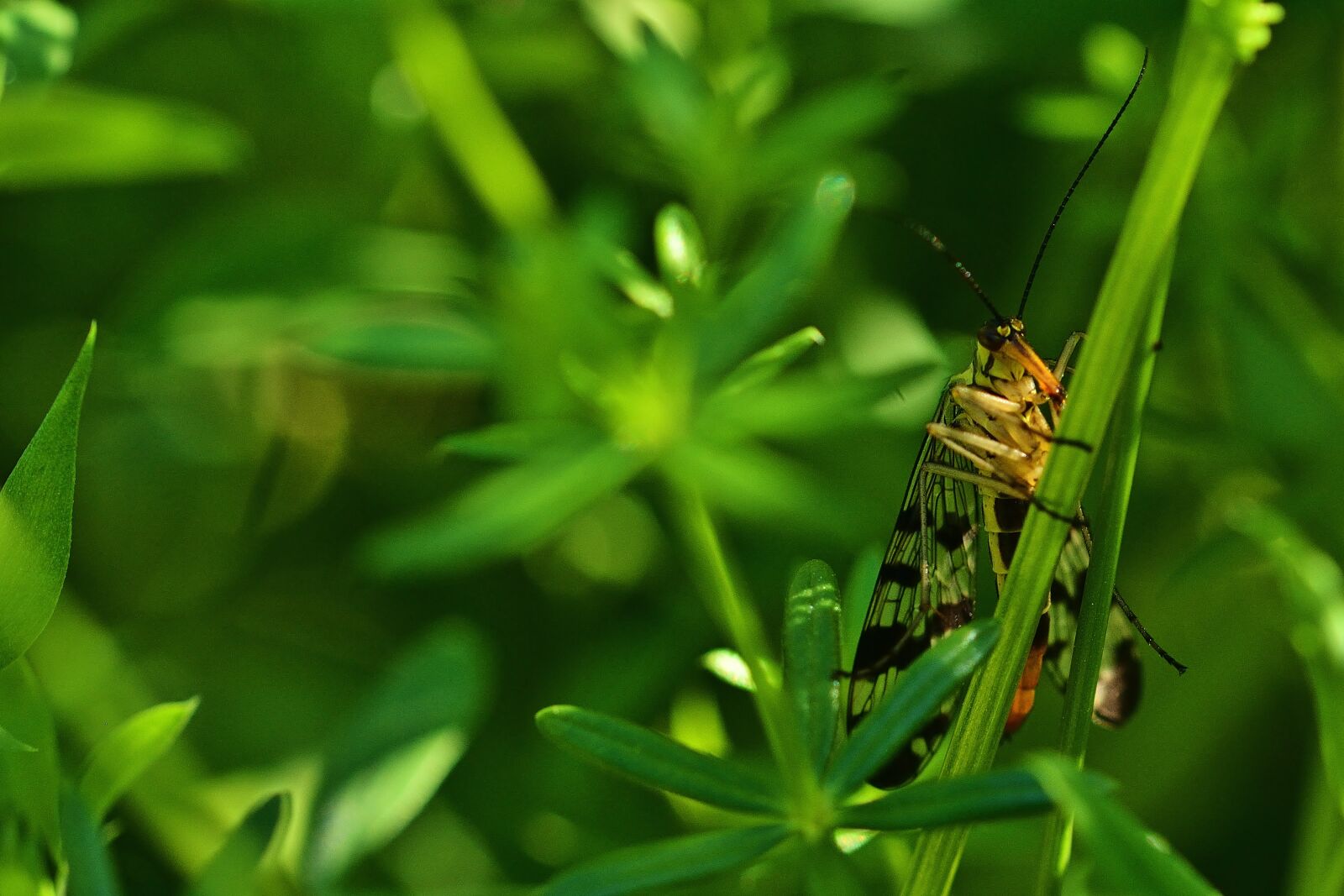 Nikon D5200 sample photo. Insect, communis, schnabelfliege photography