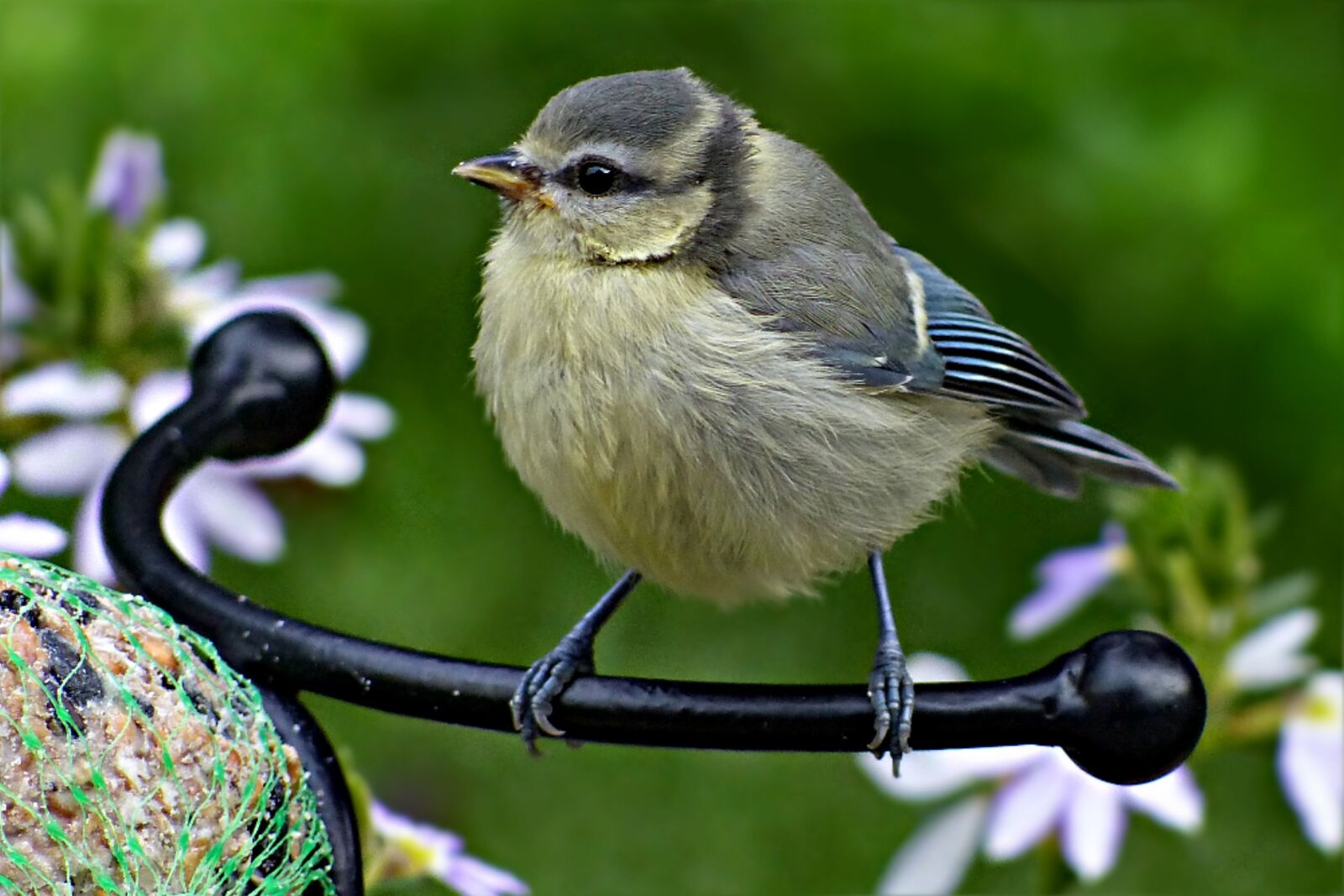 Panasonic Lumix DMC-FZ200 sample photo. Blue tit, cyanistes caeruleus photography