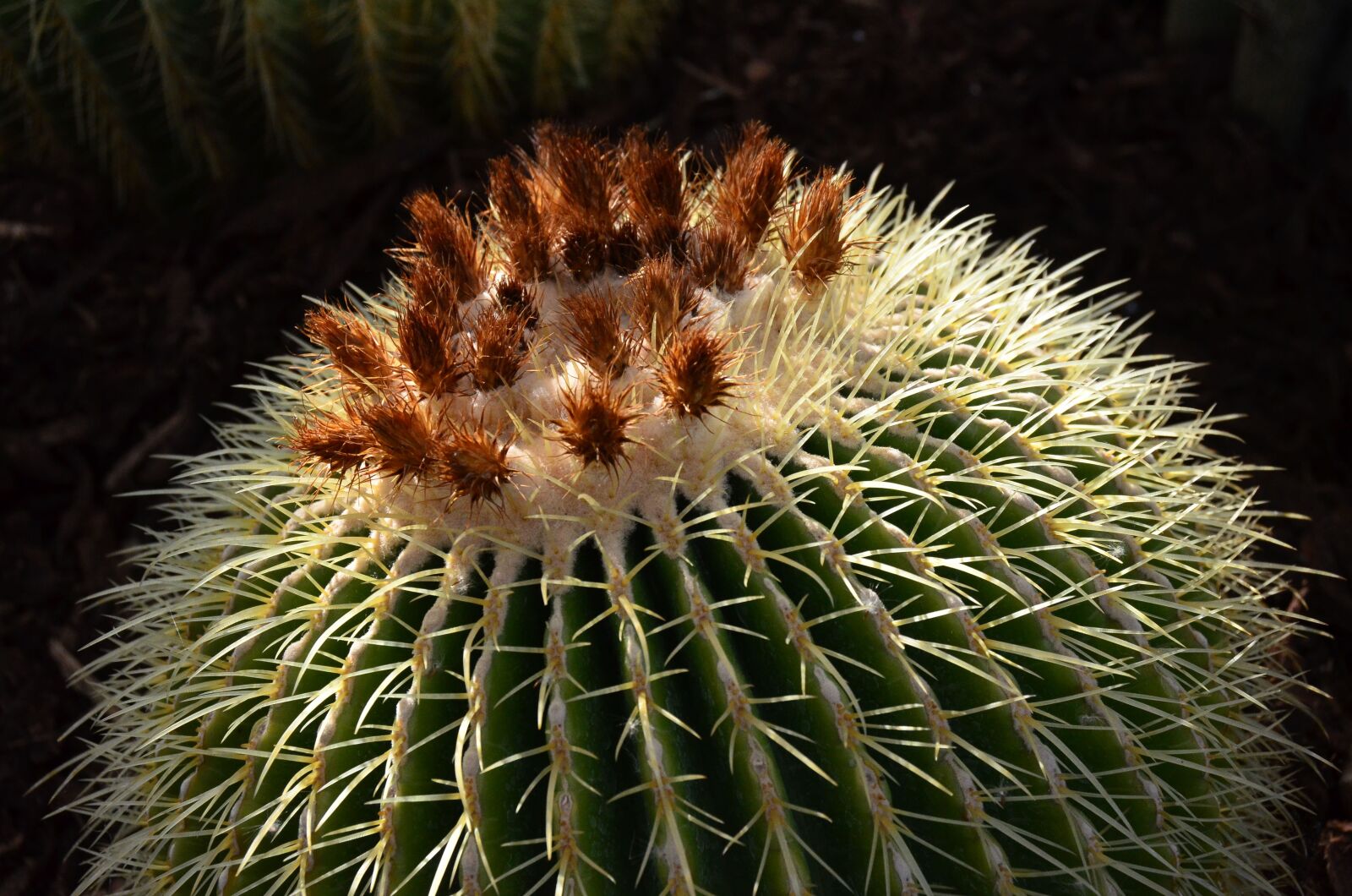 Nikon D7000 sample photo. Cactus, blossom, bloom photography