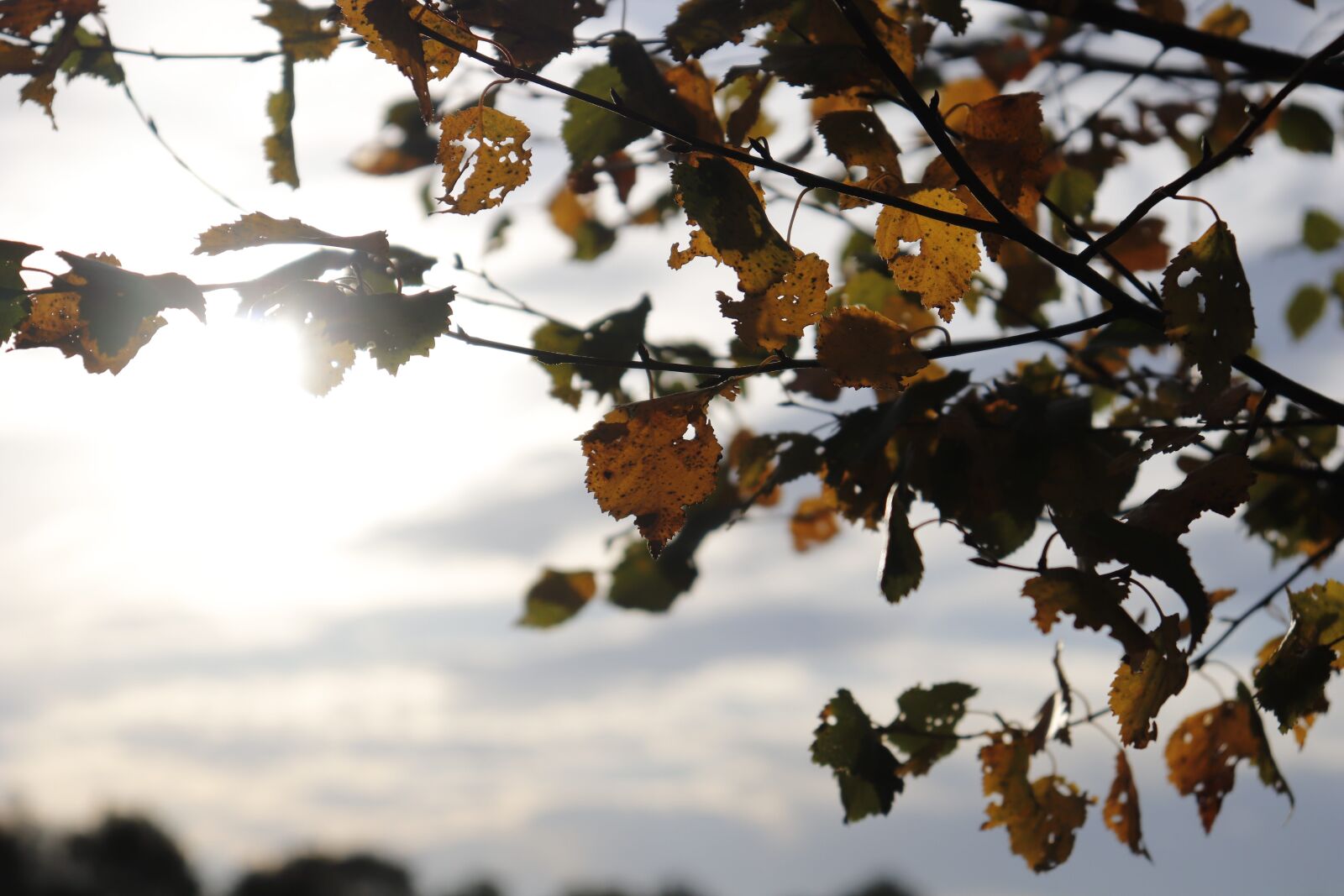 Canon EOS 200D (EOS Rebel SL2 / EOS Kiss X9) sample photo. Nature, sun, leaves photography