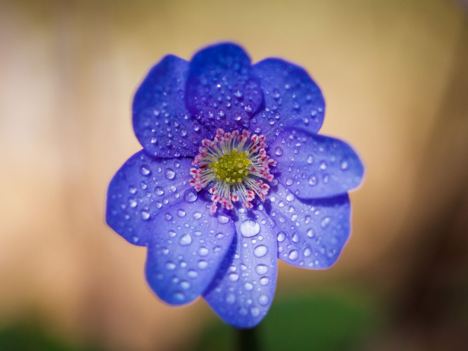 Canon EOS 80D sample photo. Flower, purple, purple flower photography