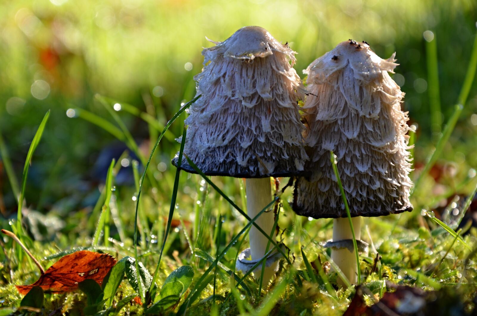 Nikon D5100 sample photo. Mushrooms, grass, forest ground photography