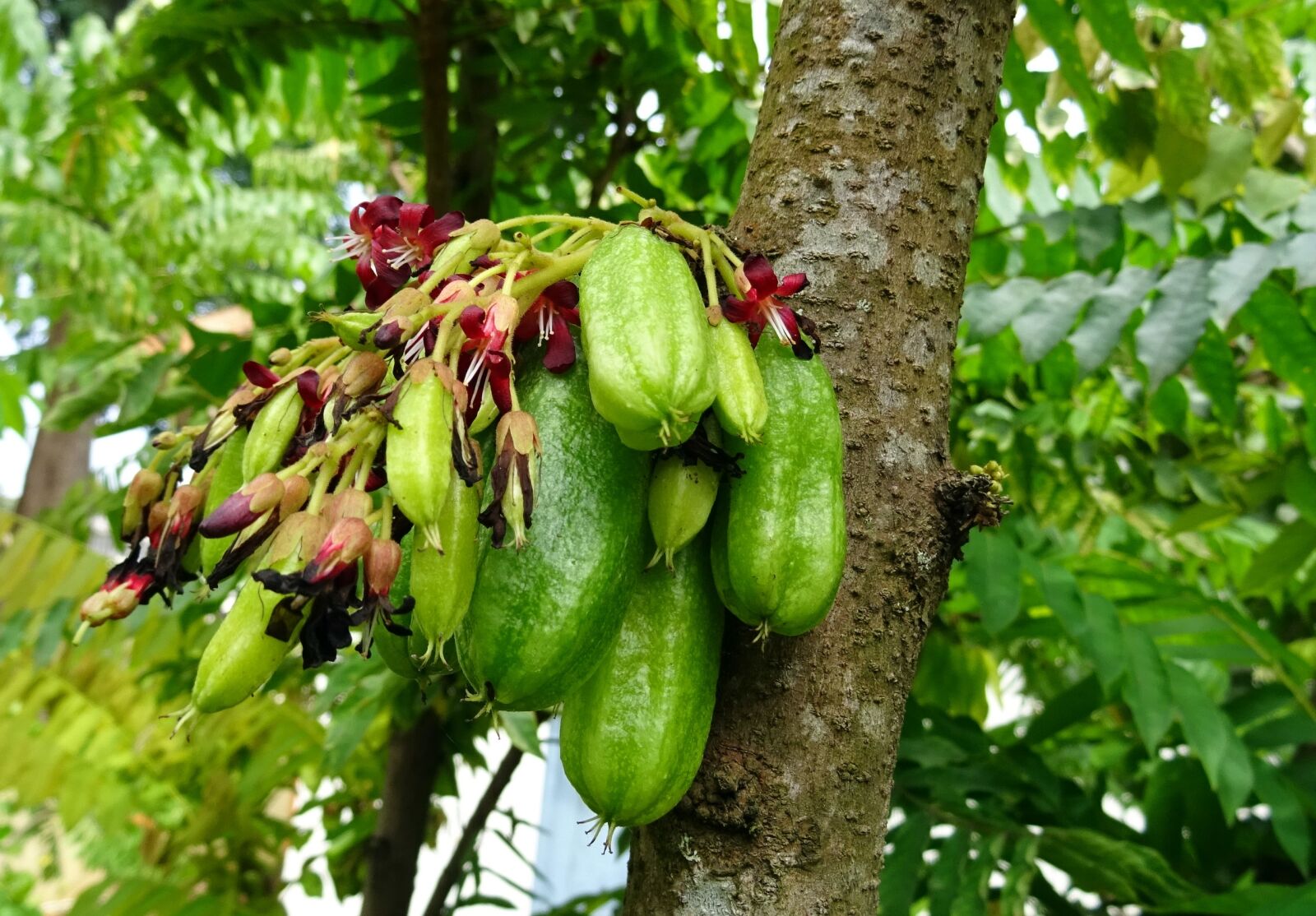 Sony DSC-HX60V sample photo. Bilimbi, fruit, flower photography