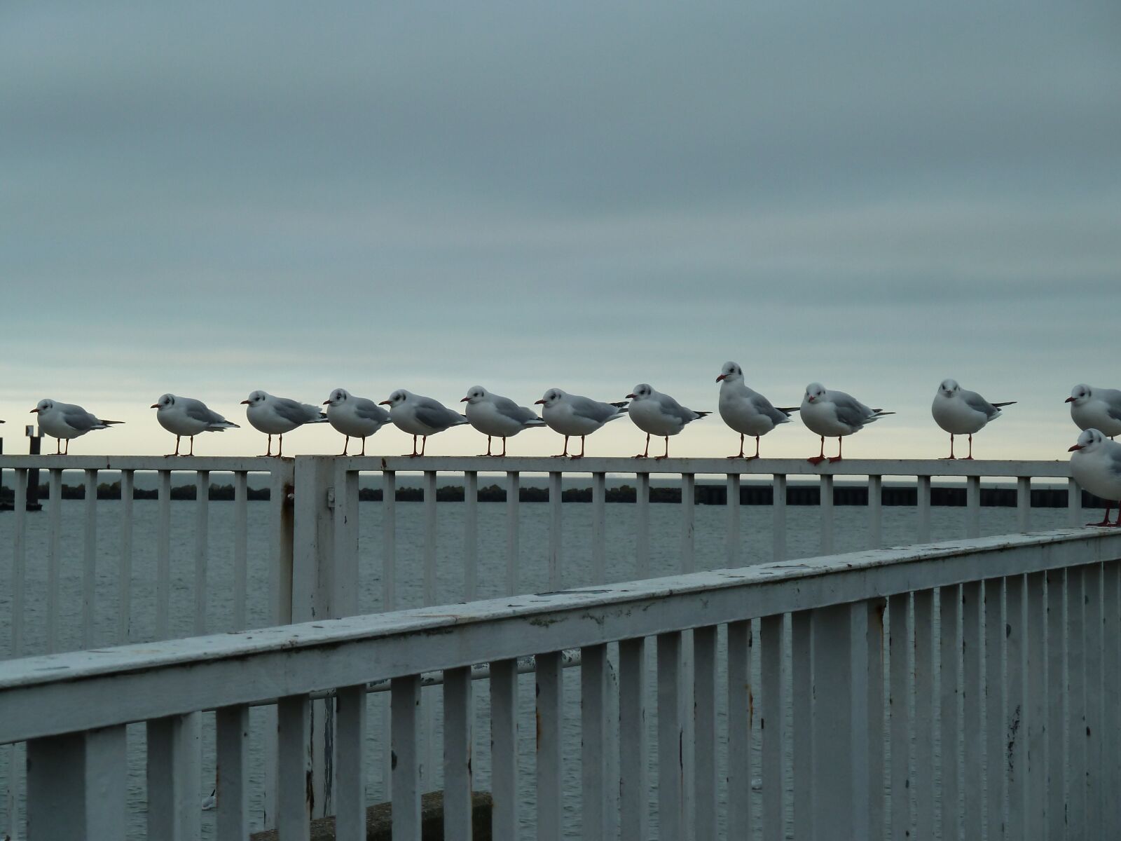 Panasonic Lumix DMC-ZS5 (Lumix DMC-TZ8) sample photo. Seagulls, birds, sea photography