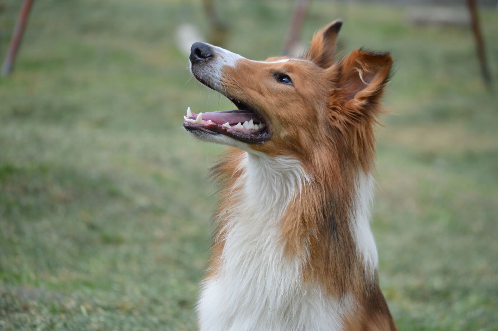 Nikon D3200 sample photo. Collie, puppy, pet photography