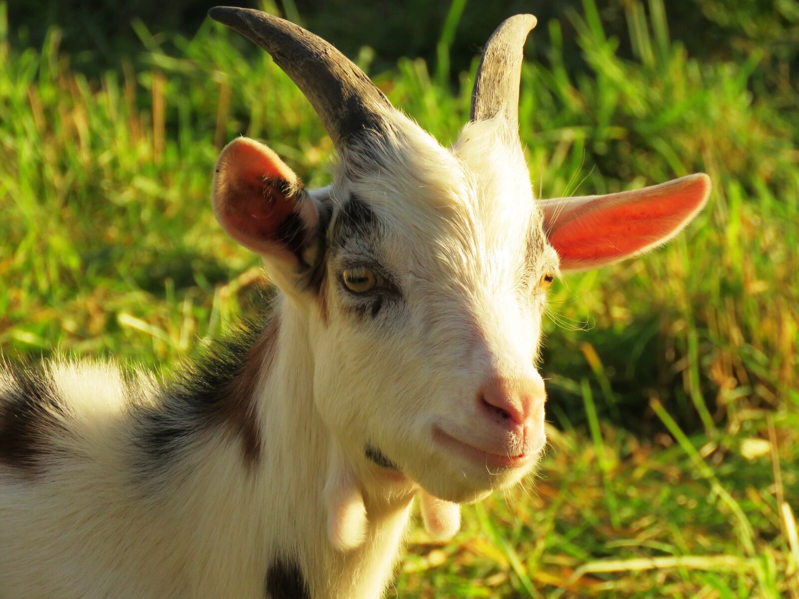Canon PowerShot SX60 HS sample photo. Goat, billy goat, horns photography