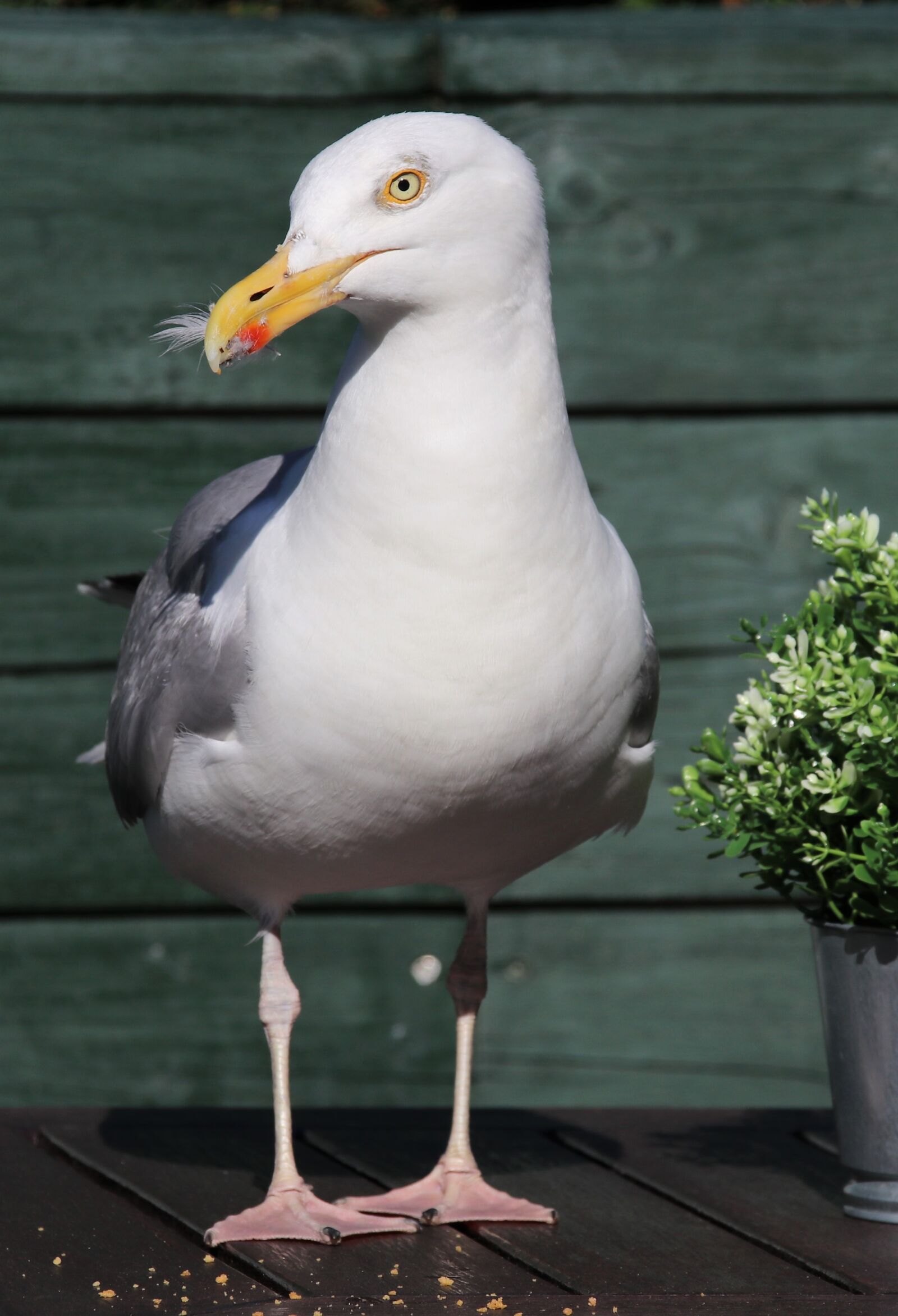 Canon EOS 80D sample photo. Bird, nature, animal photography