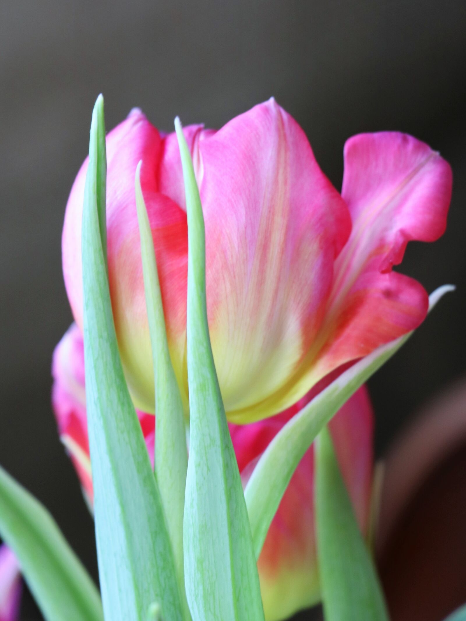 Canon EOS 77D (EOS 9000D / EOS 770D) sample photo. Tulip, pink, tulips photography