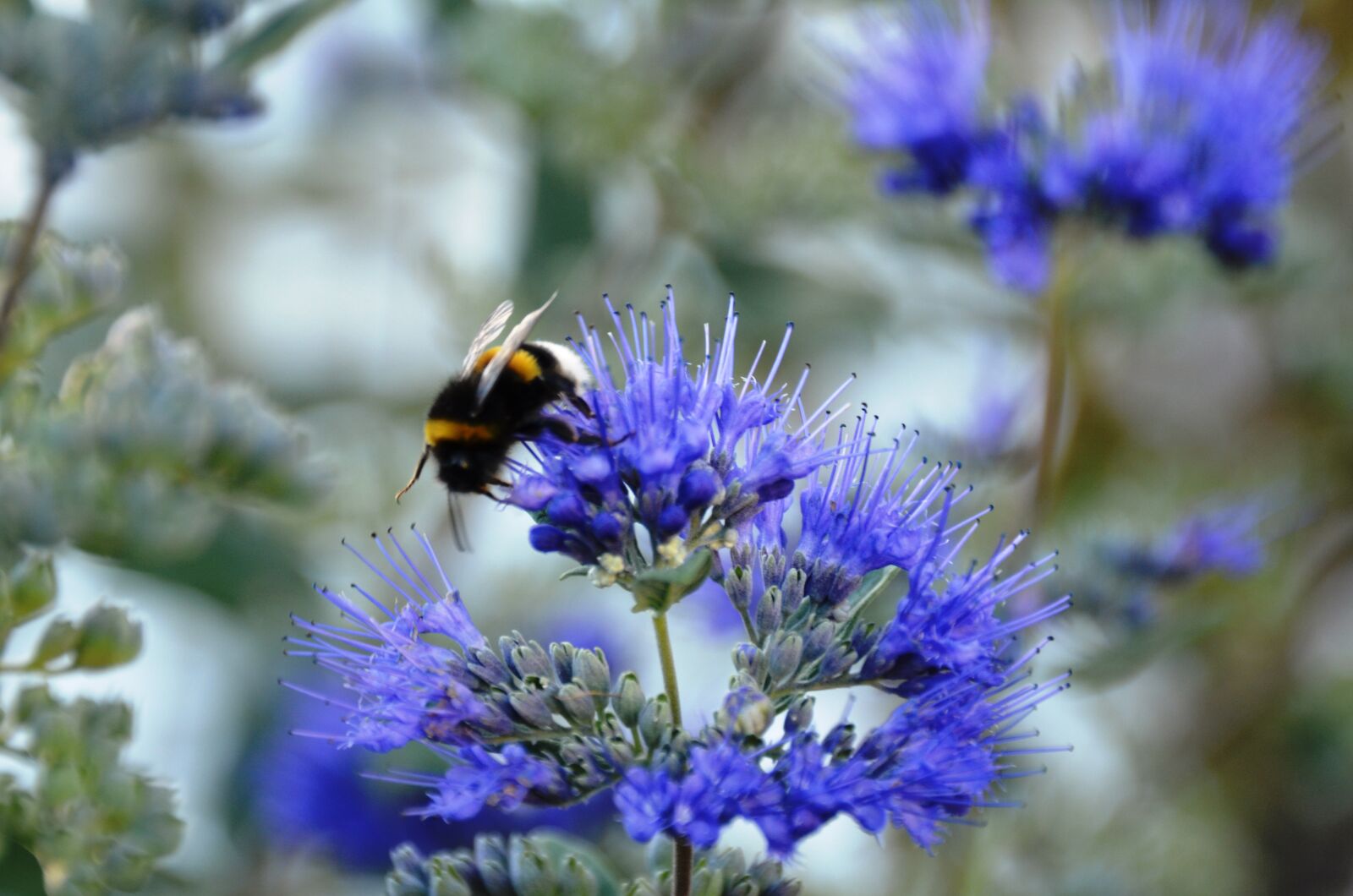 Nikon D5100 sample photo. Flower, hummel, pollination photography