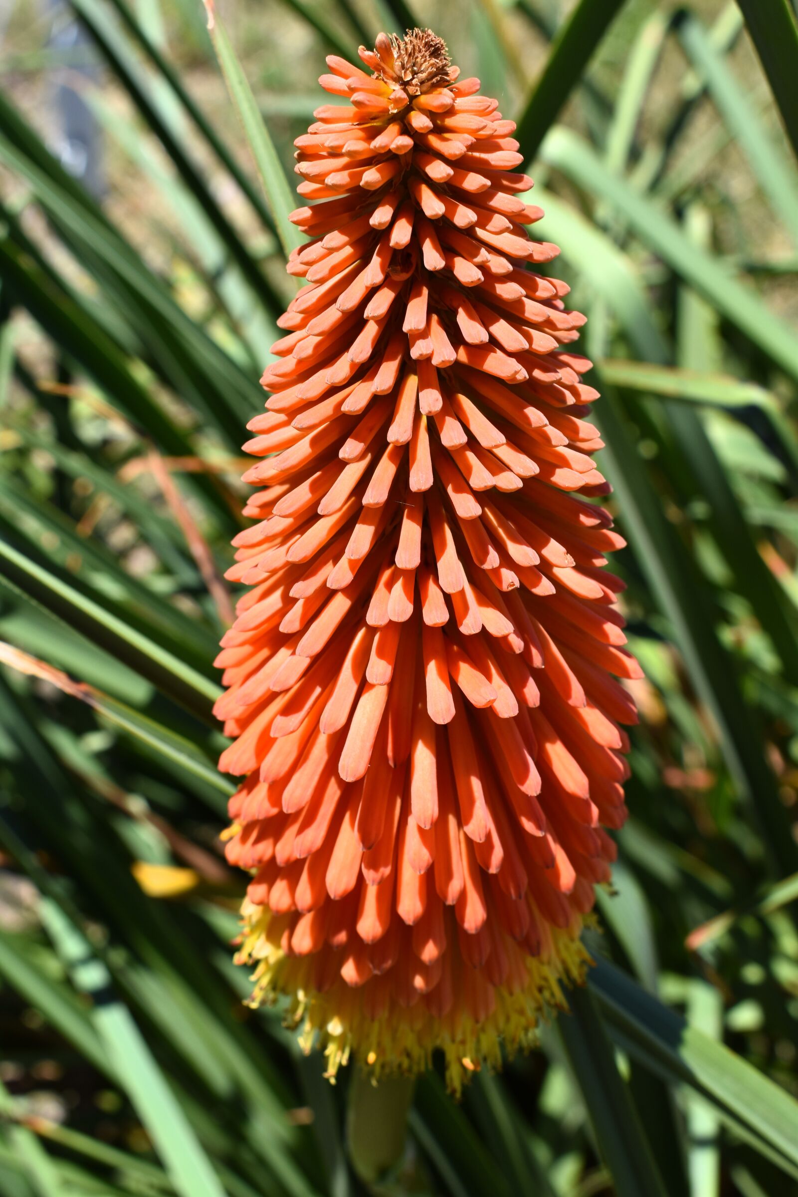 Nikon D5500 sample photo. Kniphofia flower, flora, nature photography