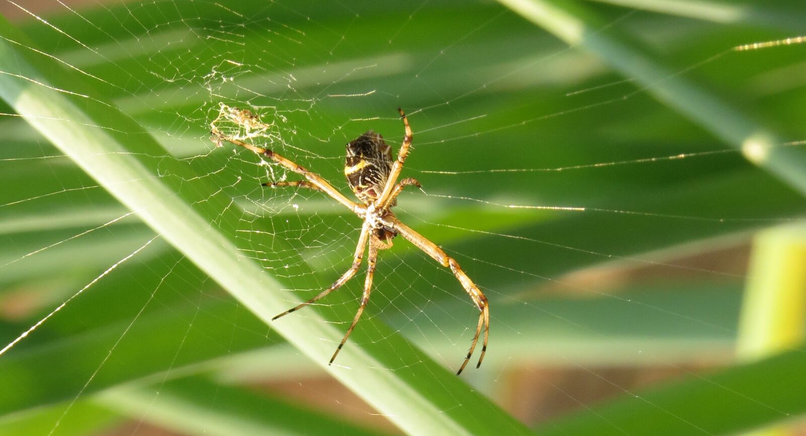 Canon PowerShot SX50 HS sample photo. Spider, insect, arachnid photography