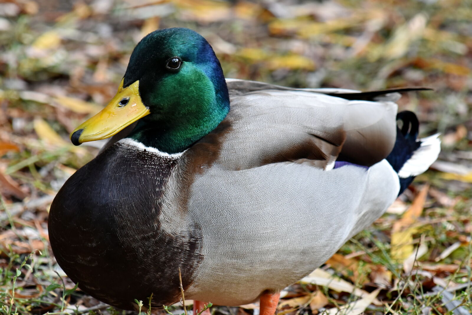 Nikon D5500 sample photo. Duck, wild, wilderness, wildlife photography