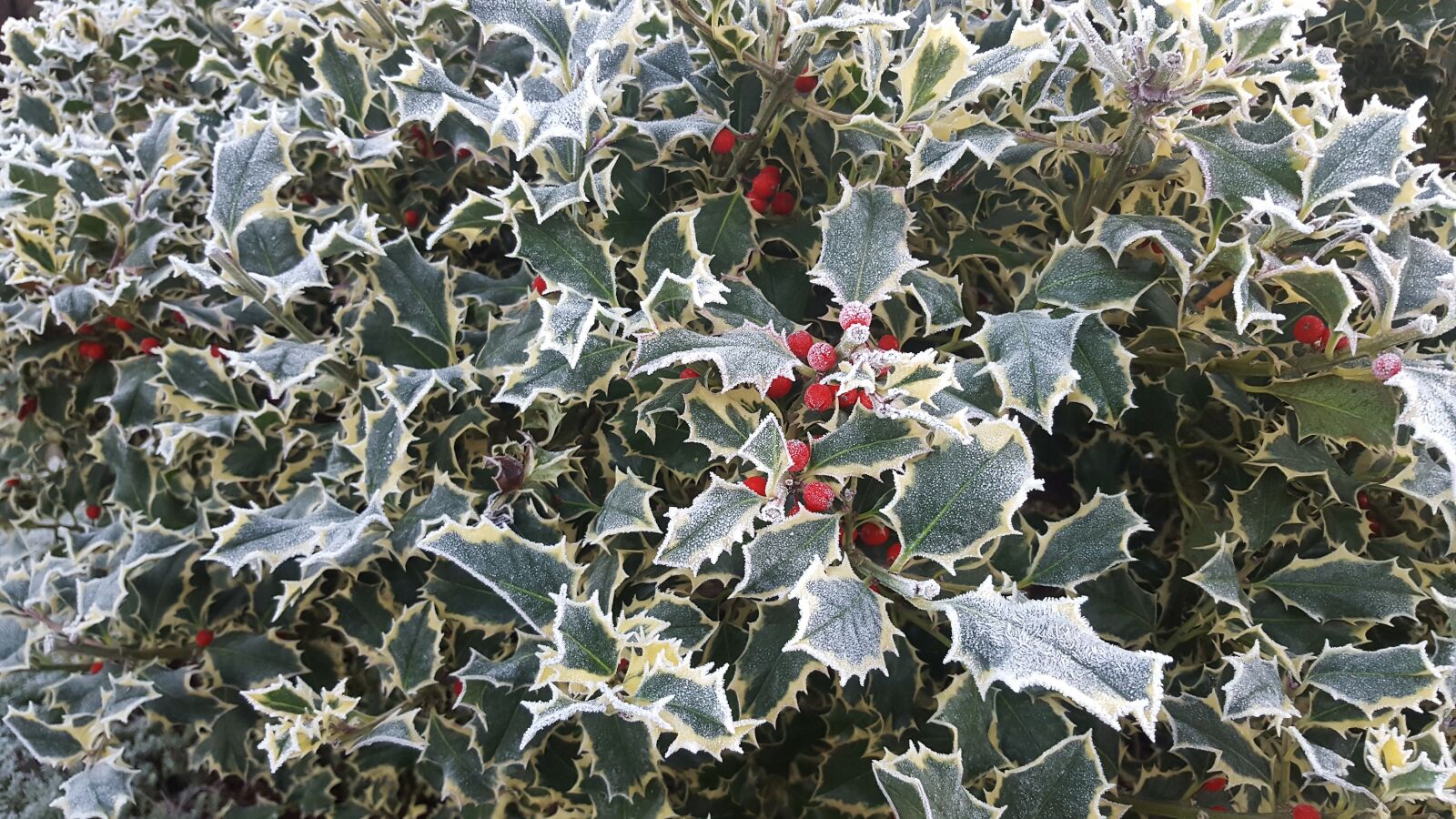 Samsung Galaxy S6 sample photo. Hulst, sheet, plant photography