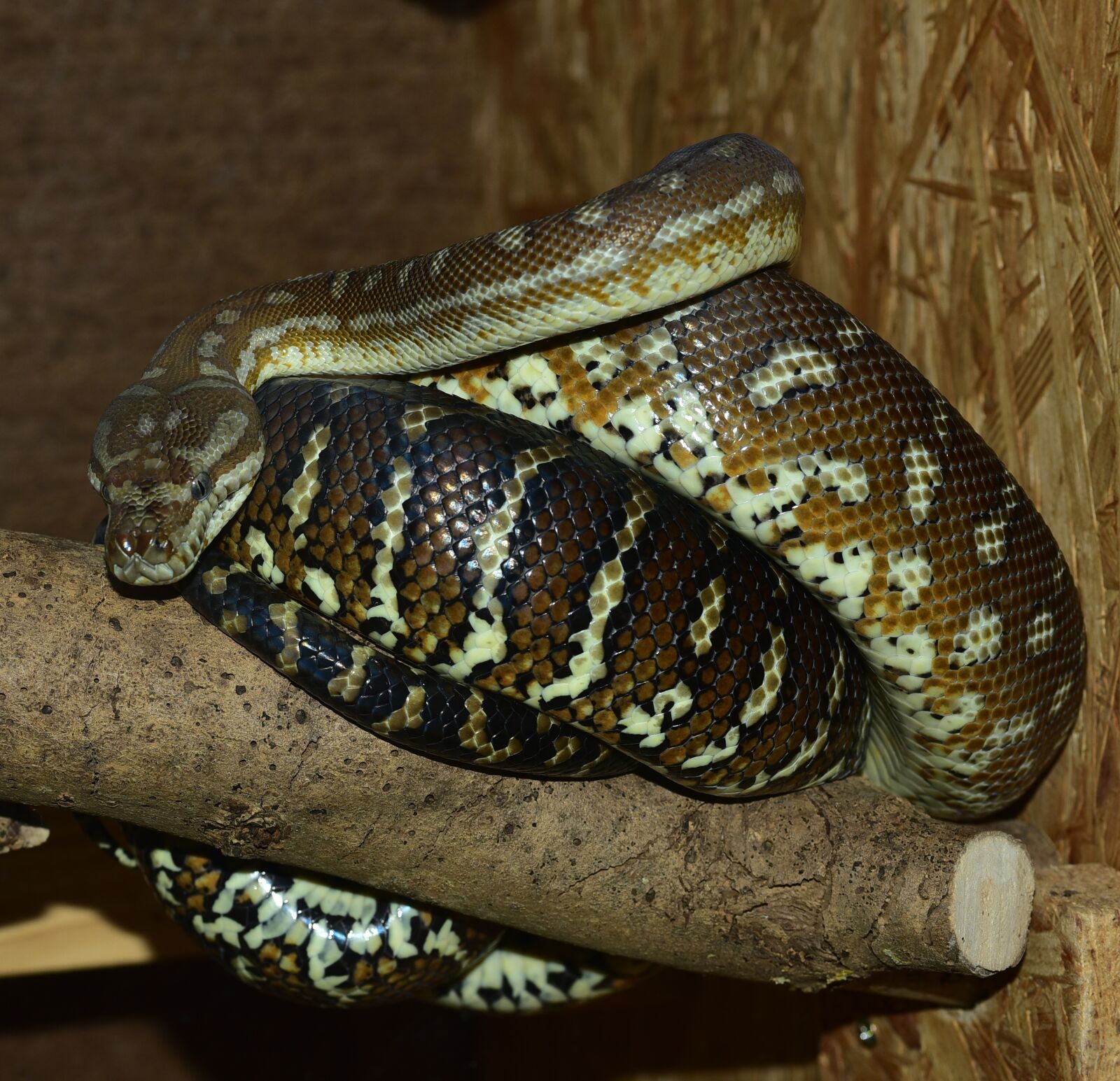 Nikon D750 sample photo. Snake, carpet python, boa photography