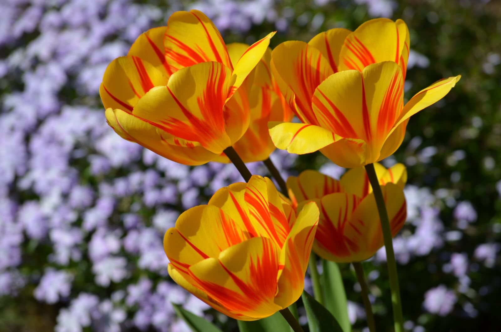 Nikon D5100 sample photo. Tulips, yellow, orange photography