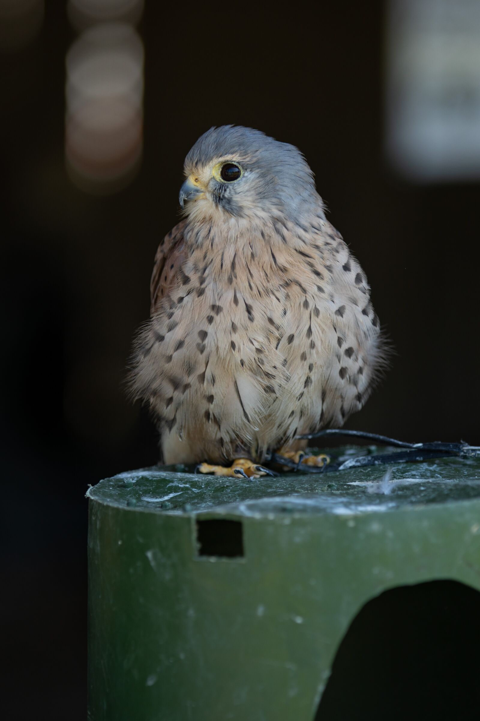 Canon EOS 5D Mark IV sample photo. Bird, hawk, perched photography