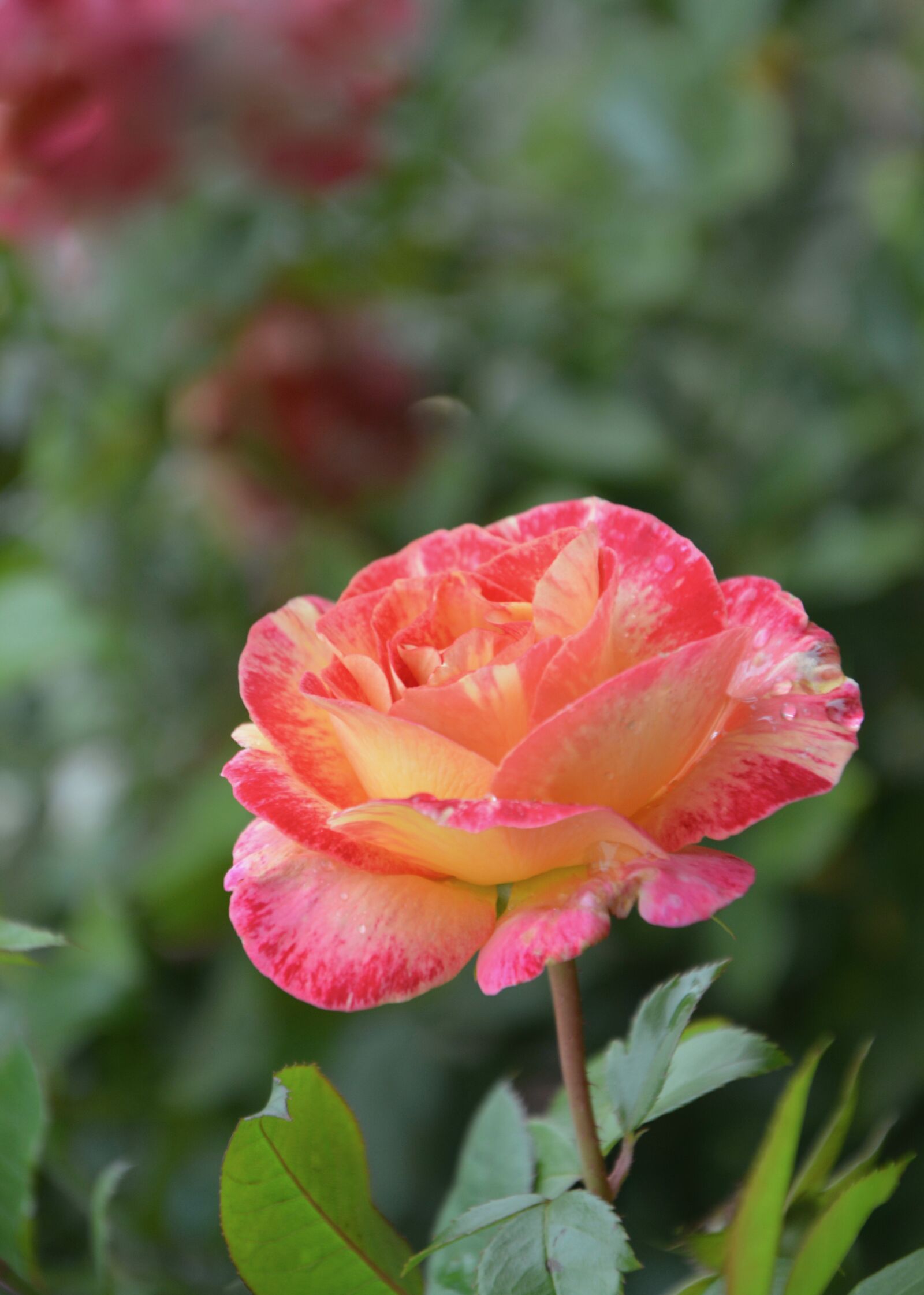 Nikon D5200 sample photo. Pink, flower, rosebush photography