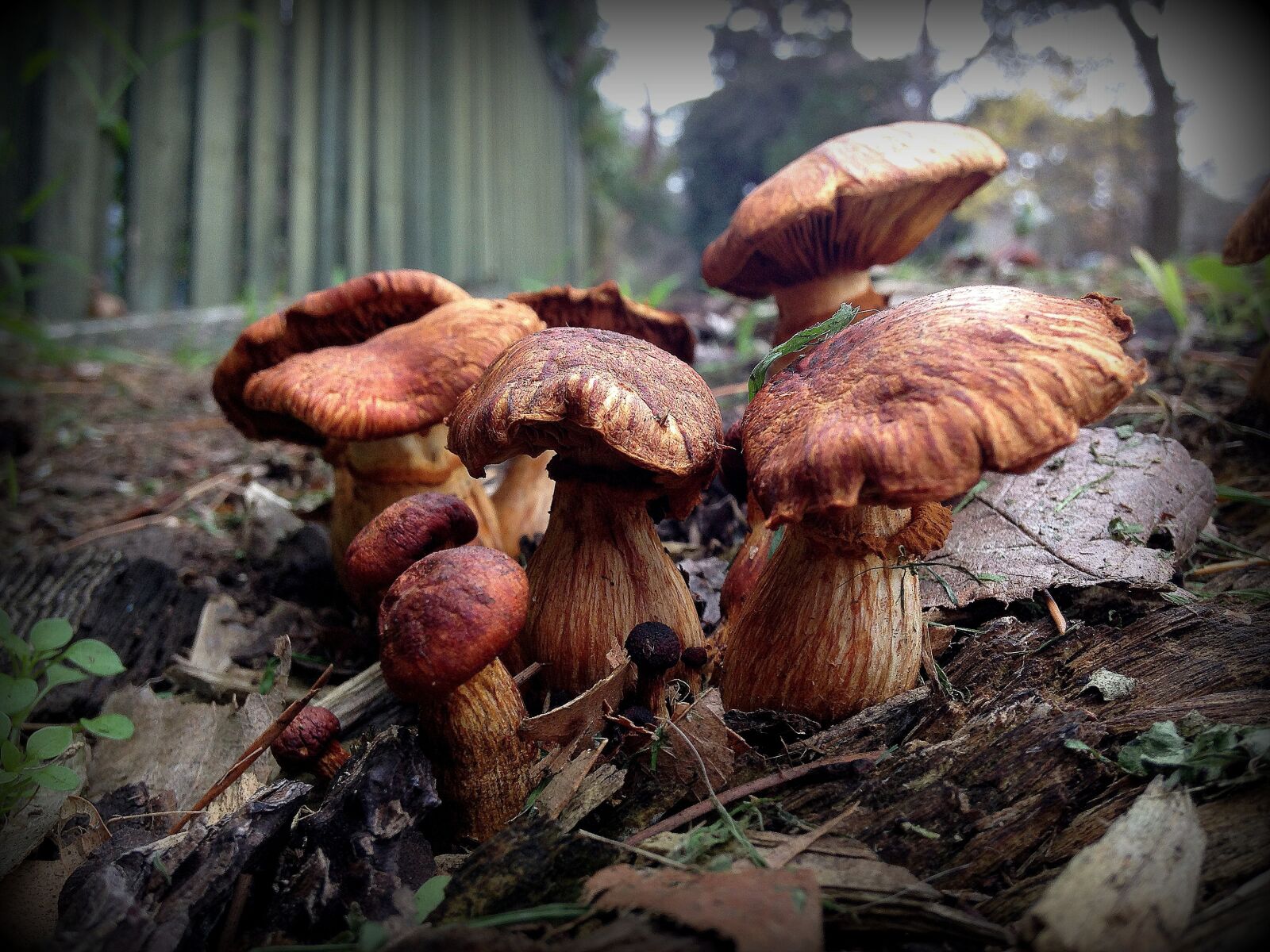 Apple iPhone 5c sample photo. Abstract, fungi, nature, toadstools photography