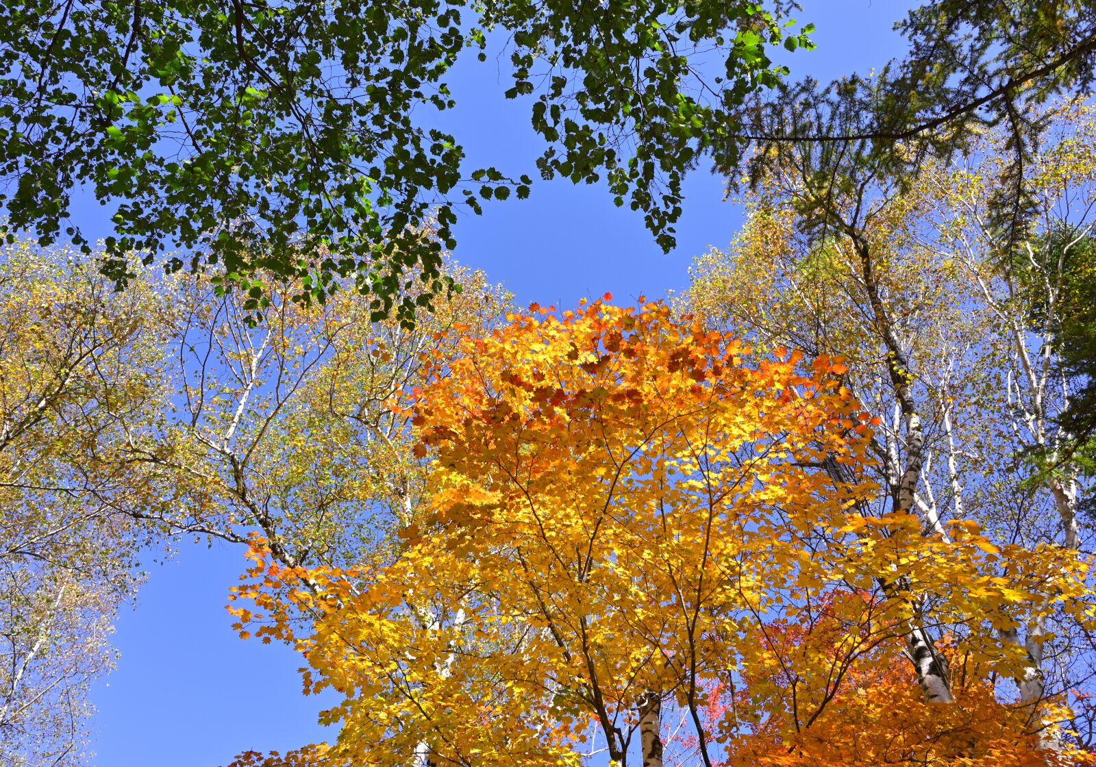 Nikon Z6 + Nikon Nikkor Z 24-70mm F4 S sample photo. Autumnal leaves, blue sky photography