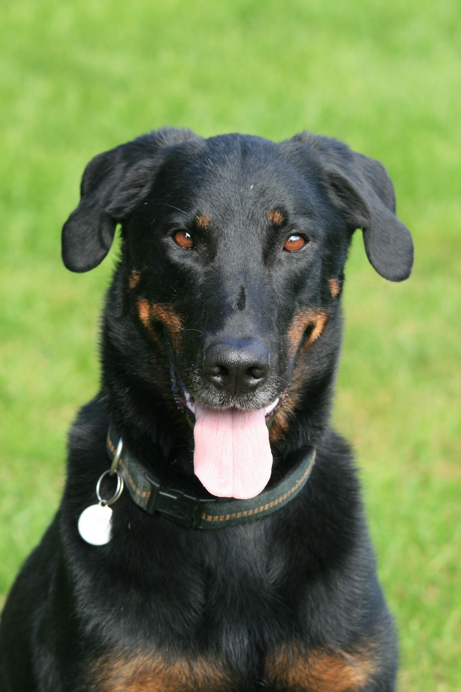 Canon EOS 400D (EOS Digital Rebel XTi / EOS Kiss Digital X) sample photo. Beauceron, dog, animals photography