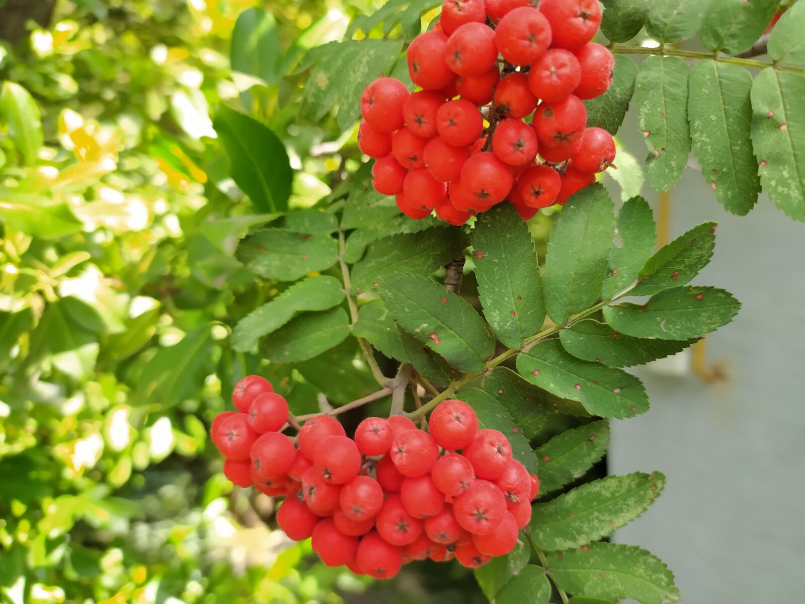 Xiaomi Redmi Note 8 sample photo. Rowan, autumn, nature photography