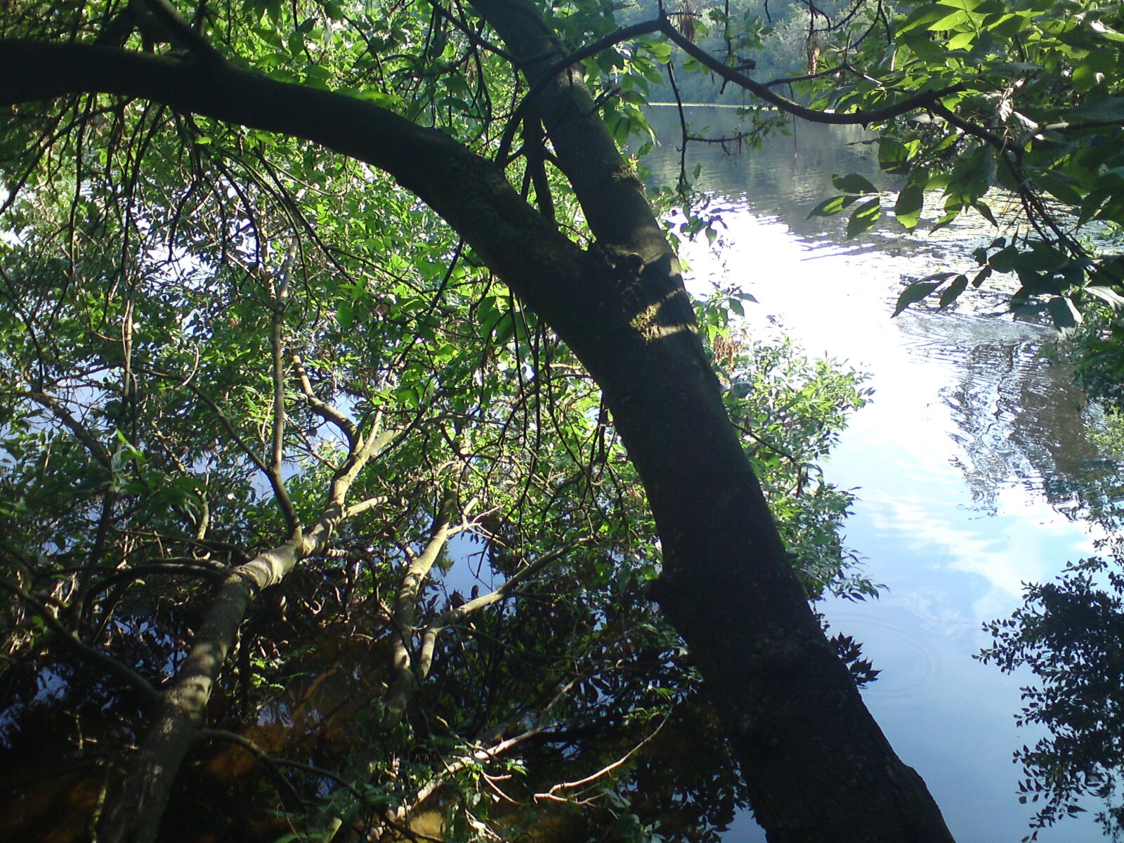 Sony Ericsson W995 sample photo. Lake, bank, tree photography