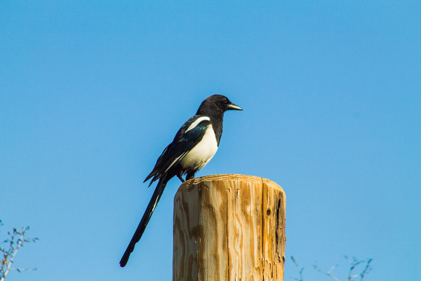 Canon EF 75-300mm f/4-5.6 sample photo. Animal, bird, sky photography