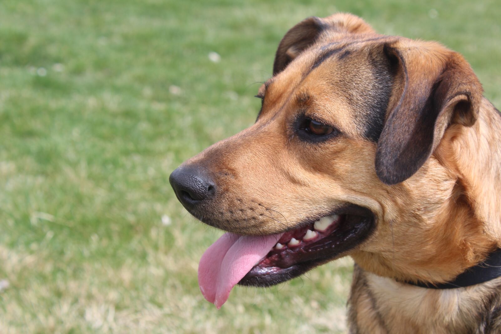 Canon EOS 1300D (EOS Rebel T6 / EOS Kiss X80) sample photo. Mix, dog, puppy photography