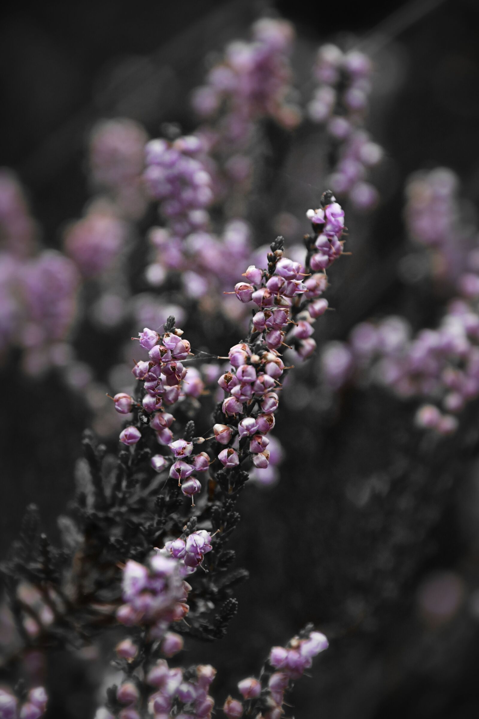 Nikon D500 sample photo. Pink, flowers, plant photography